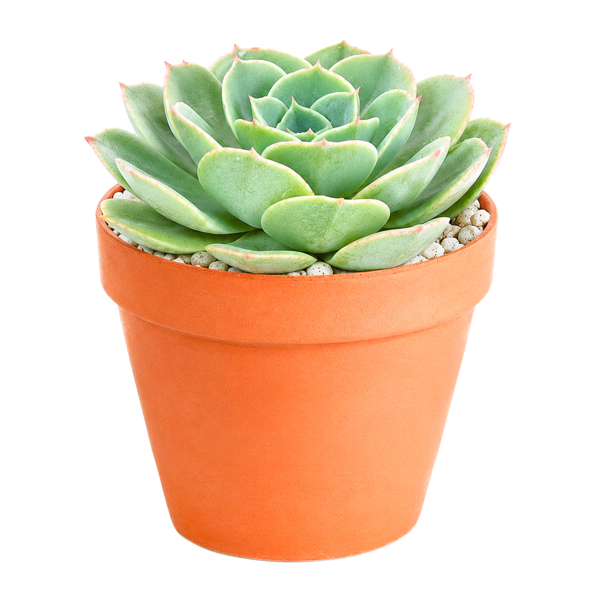 Echeveria 'Taco'