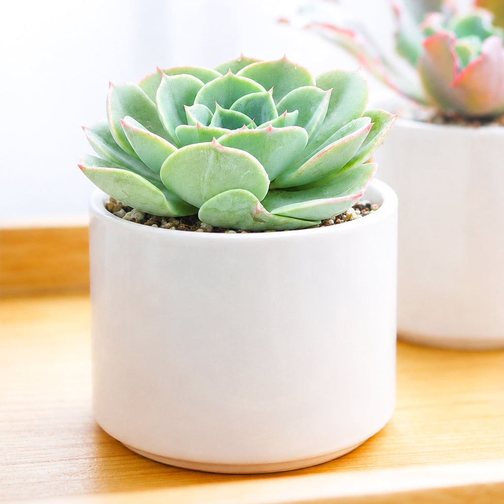 Echeveria 'Taco'