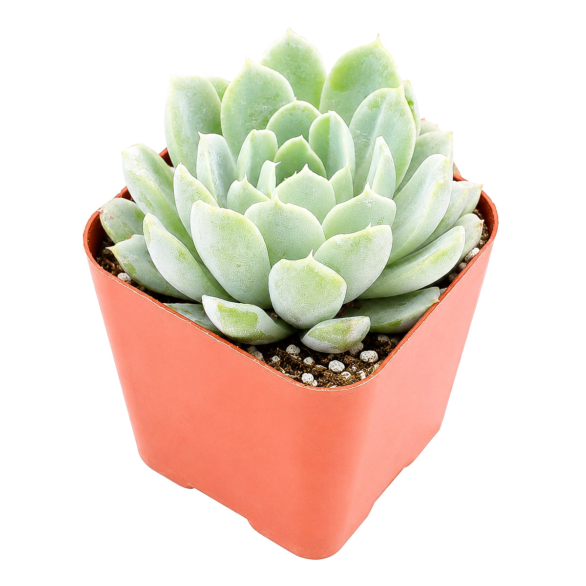 Echeveria albicans - Whitening Echeveria