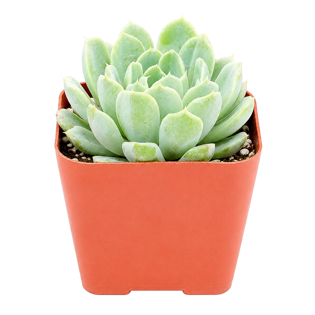 Echeveria albicans - Whitening Echeveria
