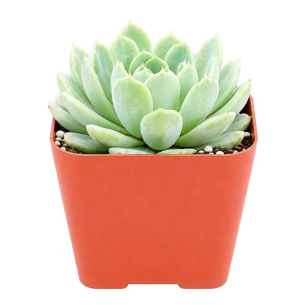 Echeveria albicans - Whitening Echeveria