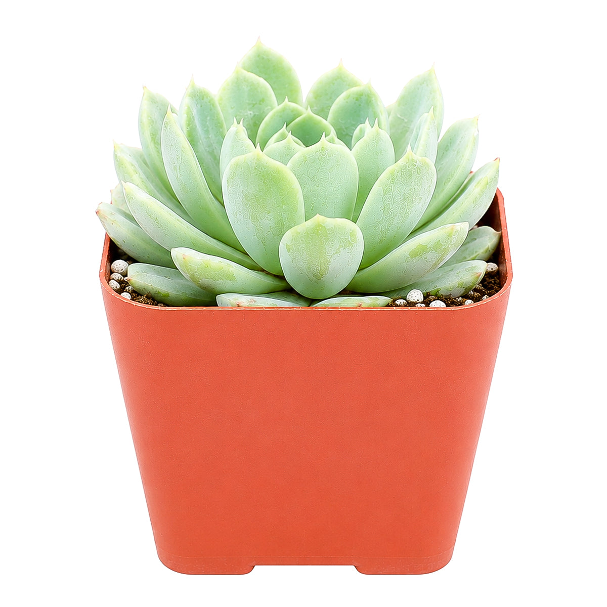 Echeveria albicans - Whitening Echeveria