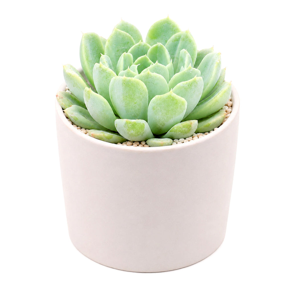 Echeveria albicans - Whitening Echeveria