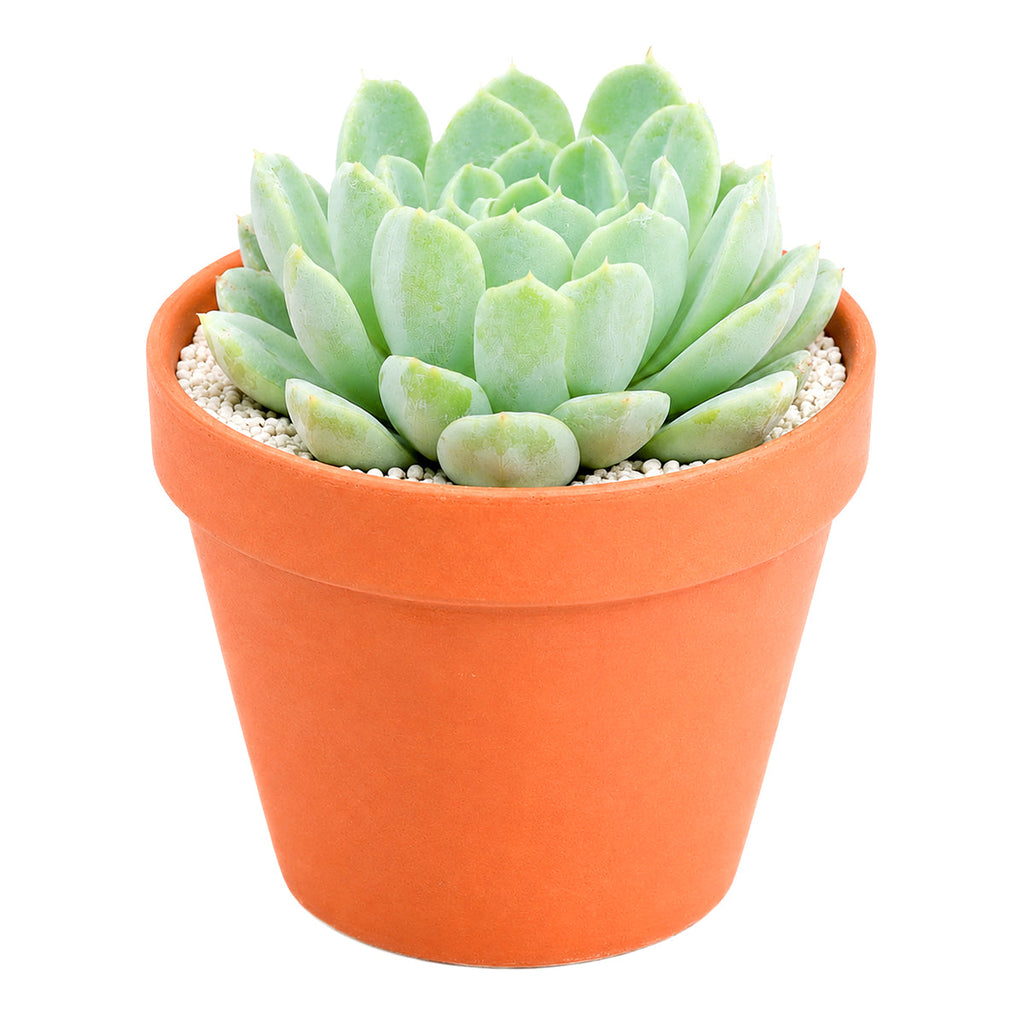 Echeveria albicans - Whitening Echeveria