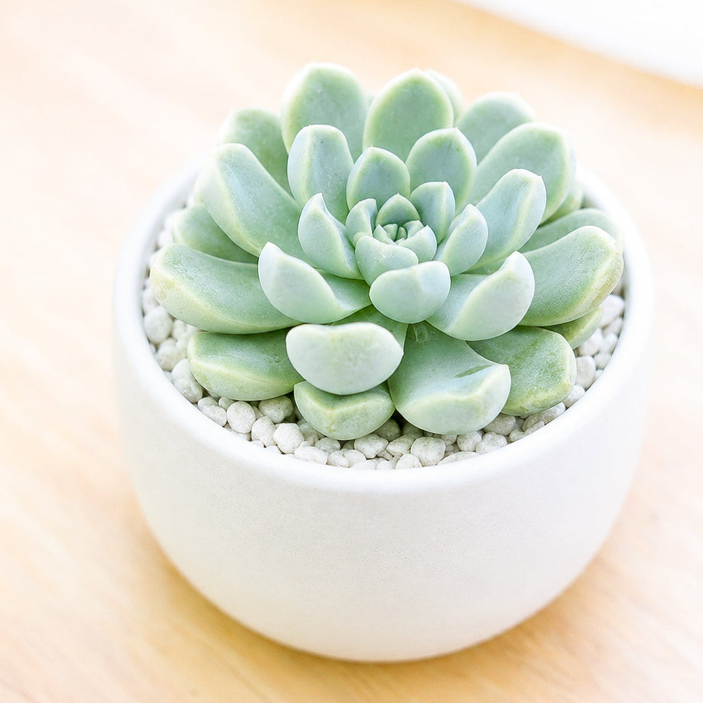 Echeveria albicans - Whitening Echeveria