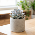 Echeveria 'Estrella'