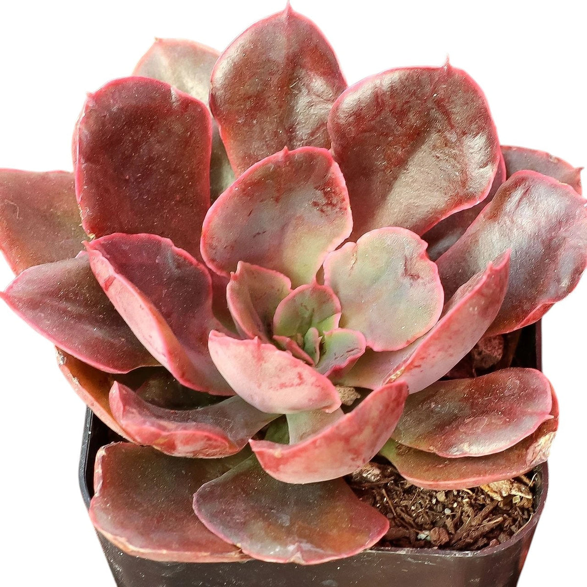 Echeveria 'Painted Frills'