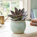 Echeveria 'Serrana'