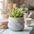 Echeveria 'Spotlight'