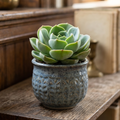 Echeveria 'Tigela'