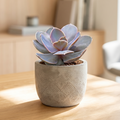 Echeveria 'Trompette'