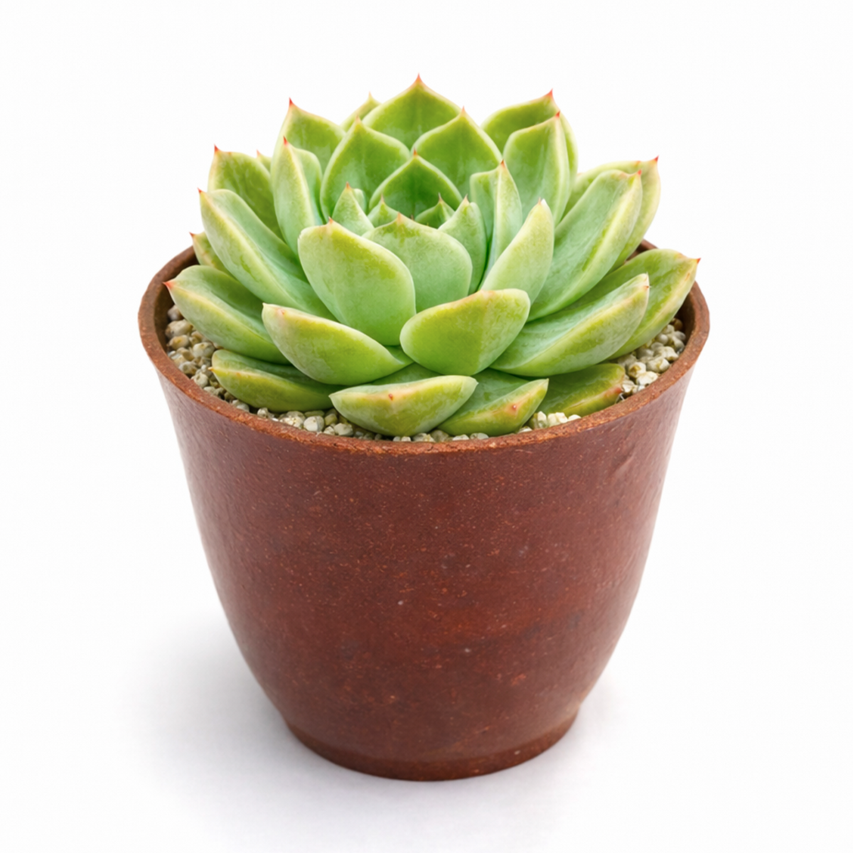 Echeveria 'Chico'