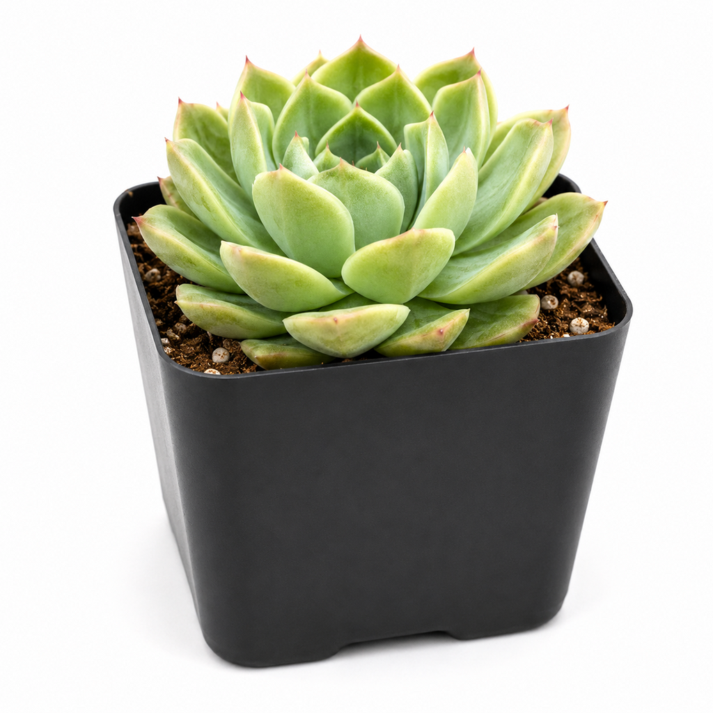 Echeveria 'Chico'