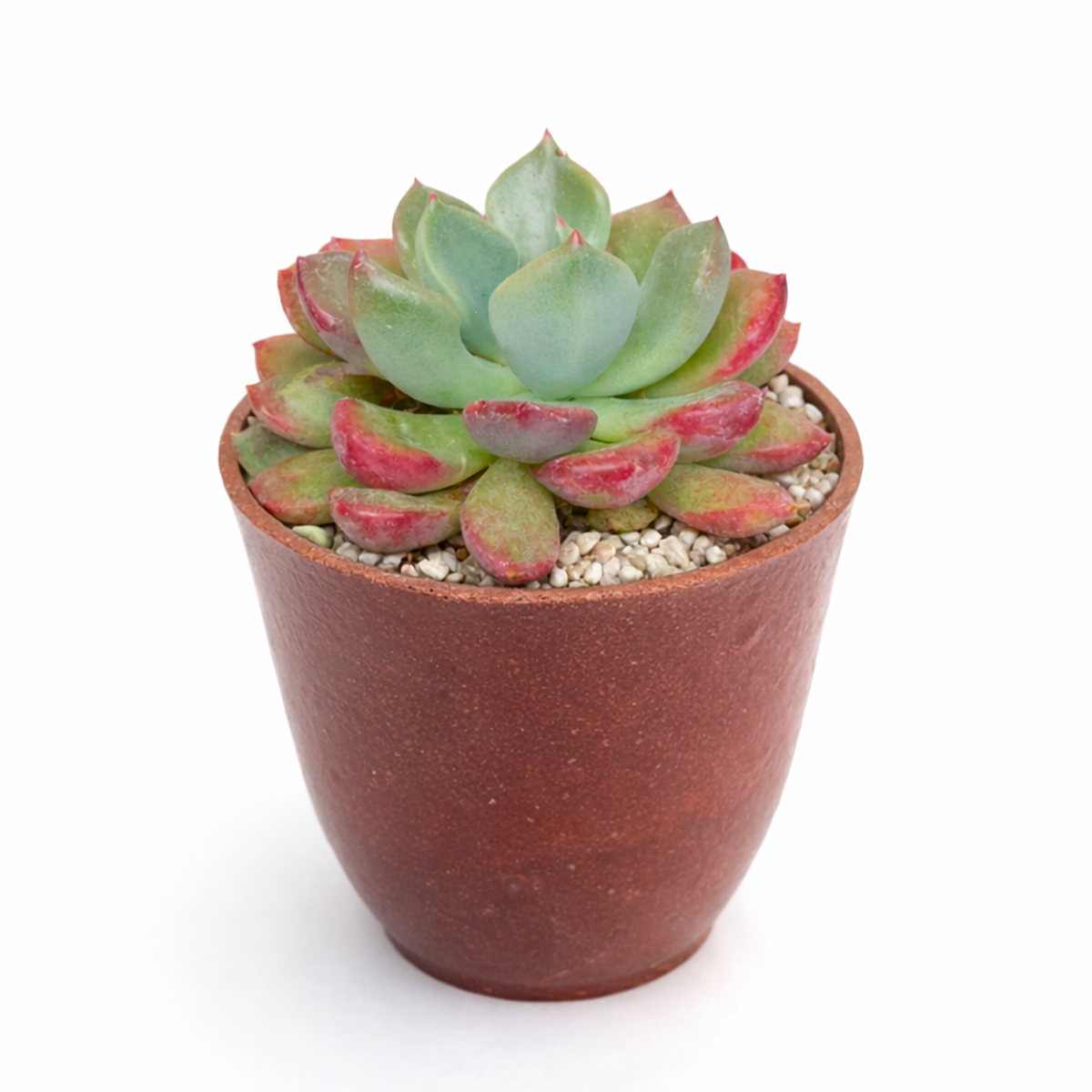 Echeveria 'Goochie'