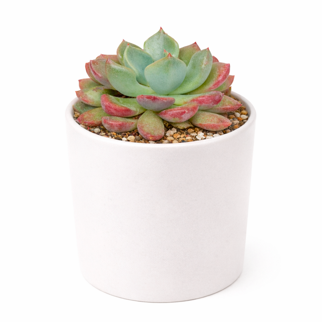 Echeveria 'Goochie'