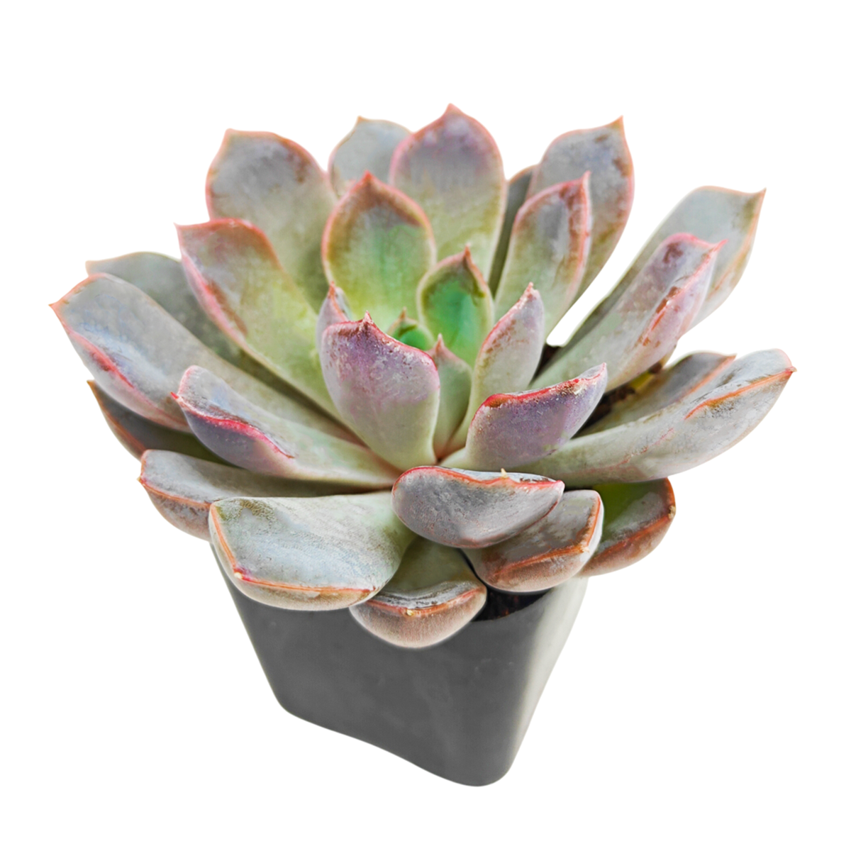 Echeveria 'Rosetta Dama Rosa'