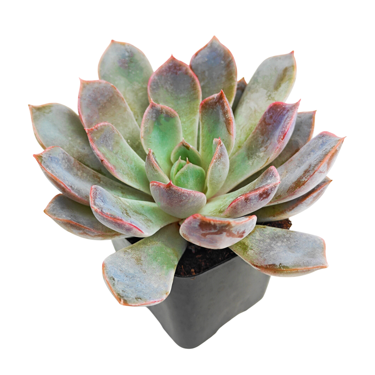 Echeveria 'Rosetta Dama Rosa'