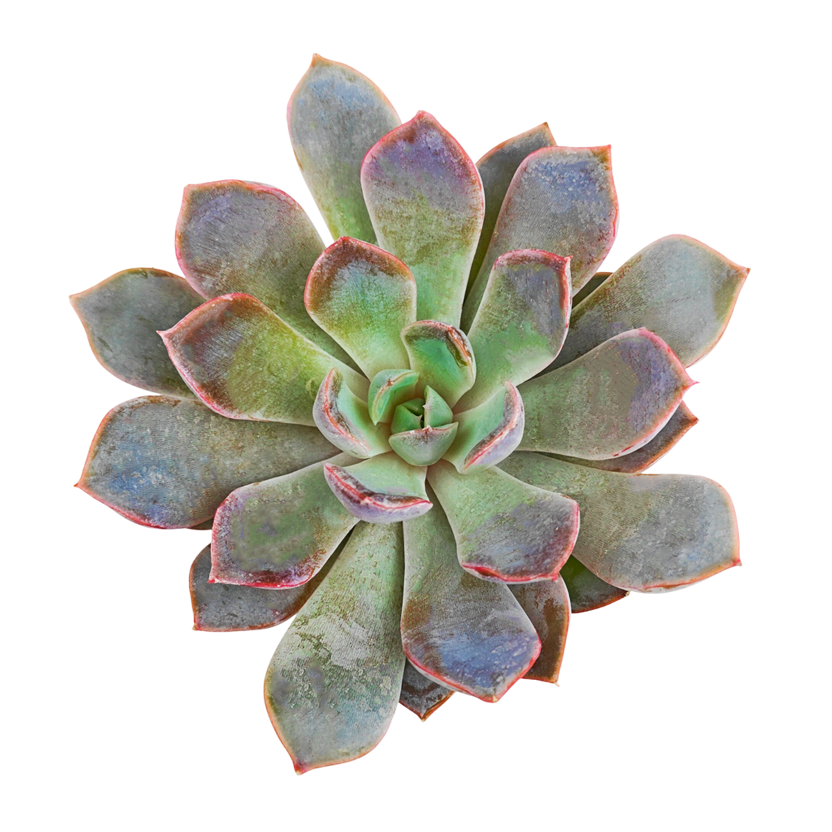 Echeveria 'Rosetta Dama Rosa'