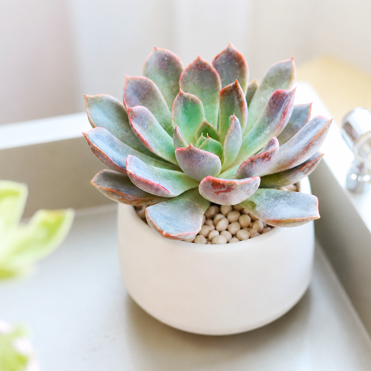 Echeveria 'Rosetta Dama Rosa'