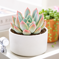 Echeveria 'Tropic'