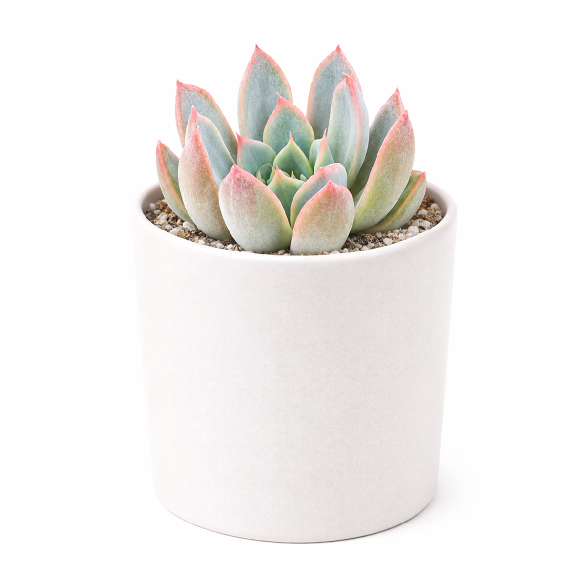 Echeveria 'Tropic'