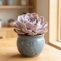 Echeveria shaviana