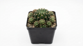 Echinopsis ancistrophora ssp. cardenasiana