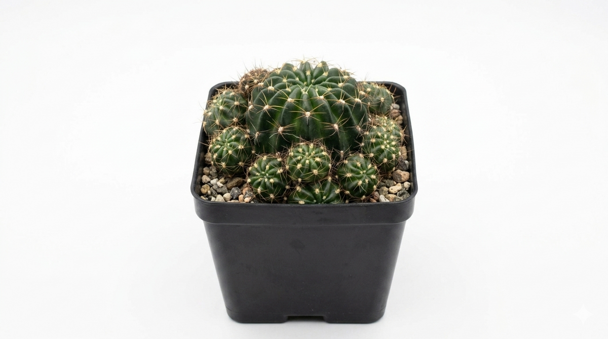 Echinopsis ancistrophora ssp. cardenasiana