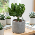 Succulent Euphorbia Lactea 'Mermaid Tail'