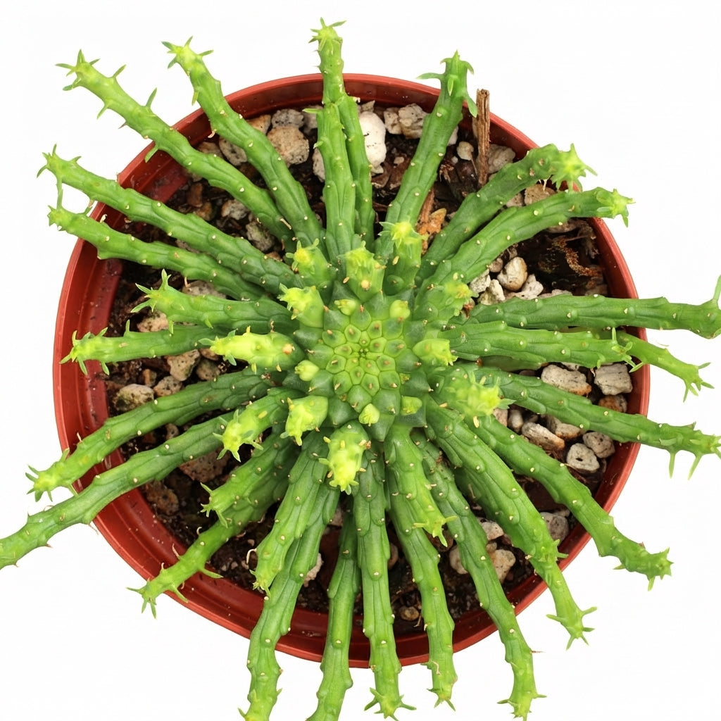 Euphorbia flanaganii - Medusa Head