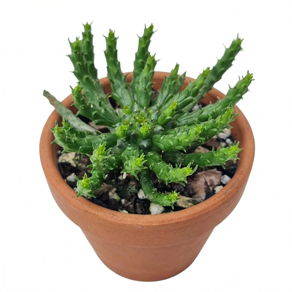 Euphorbia flanaganii - Medusa Head