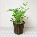 Fern 'Silver Lace'
