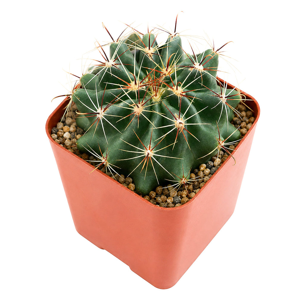Ferocactus echidne
