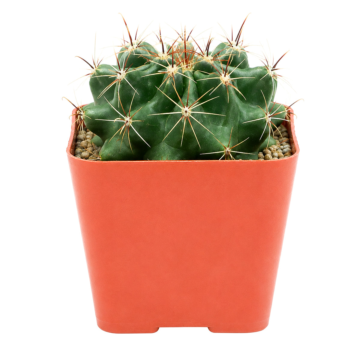 Ferocactus echidne