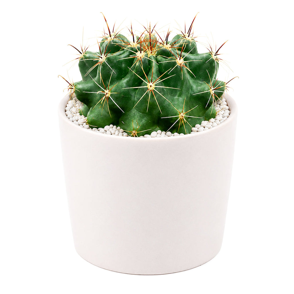 Ferocactus echidne