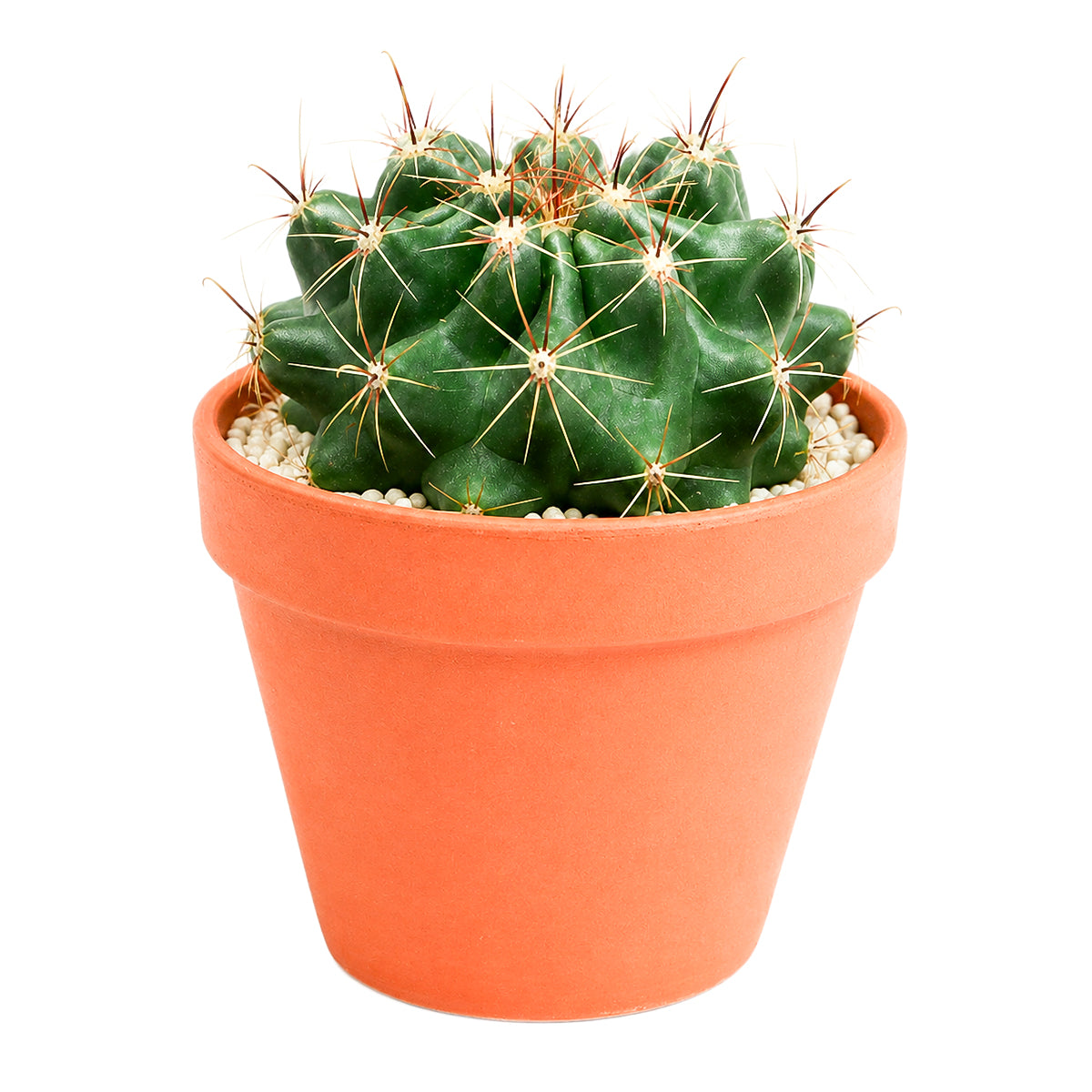 Ferocactus echidne