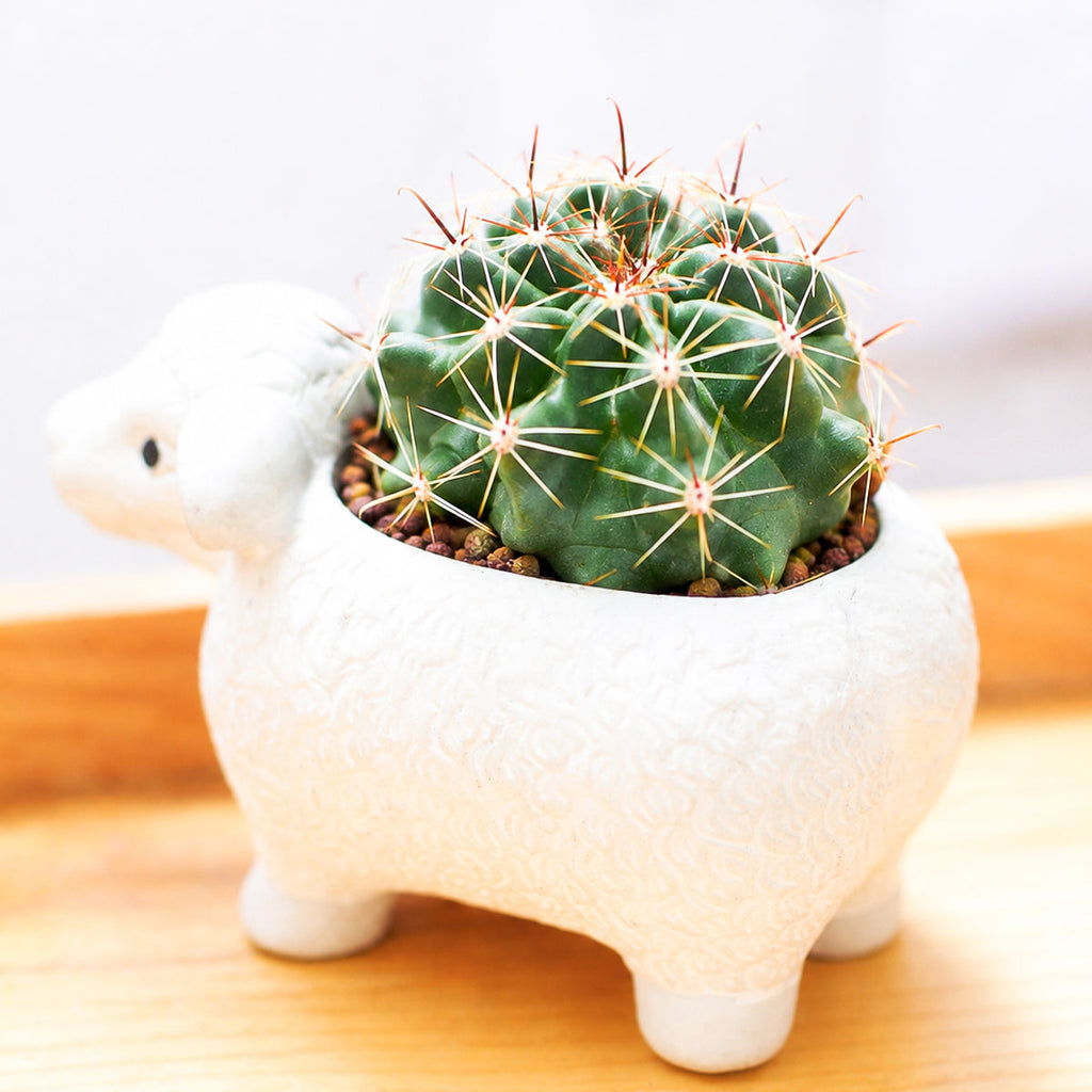 Ferocactus echidne