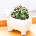 Ferocactus echidne