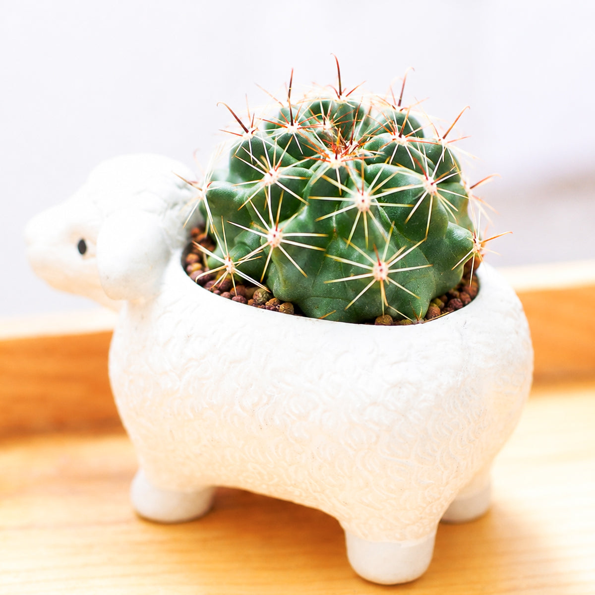 Ferocactus echidne