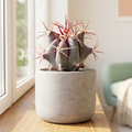 Ferocactus emoryi