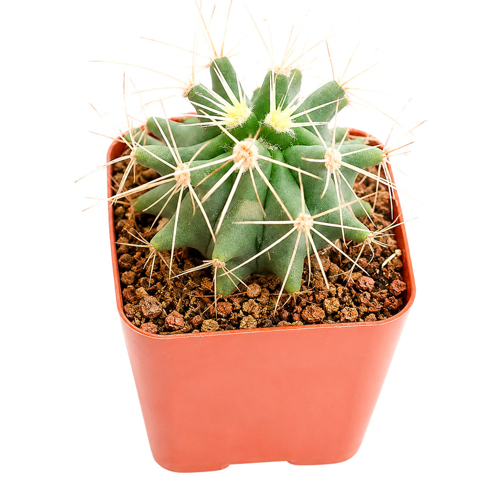Ferocactus glaucescens - Blue Barrel Cactus