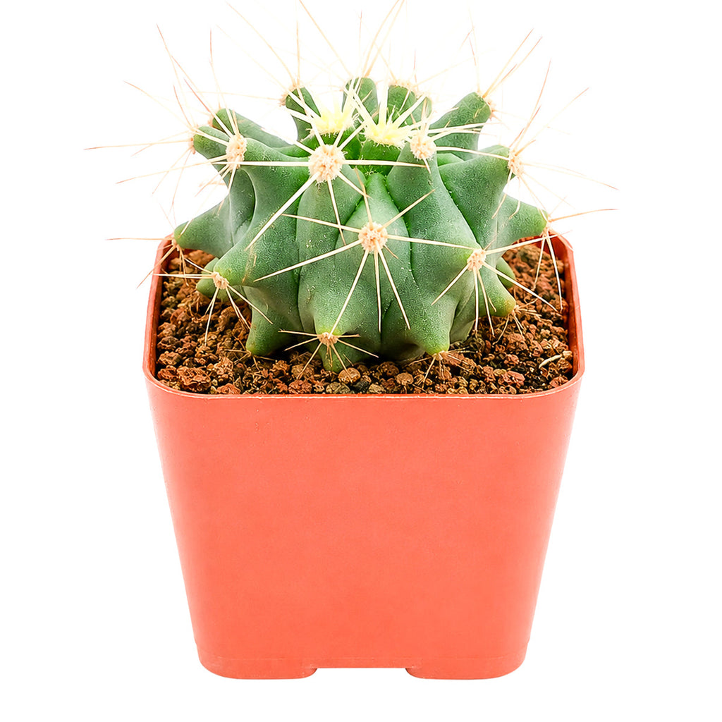 Ferocactus glaucescens - Blue Barrel Cactus
