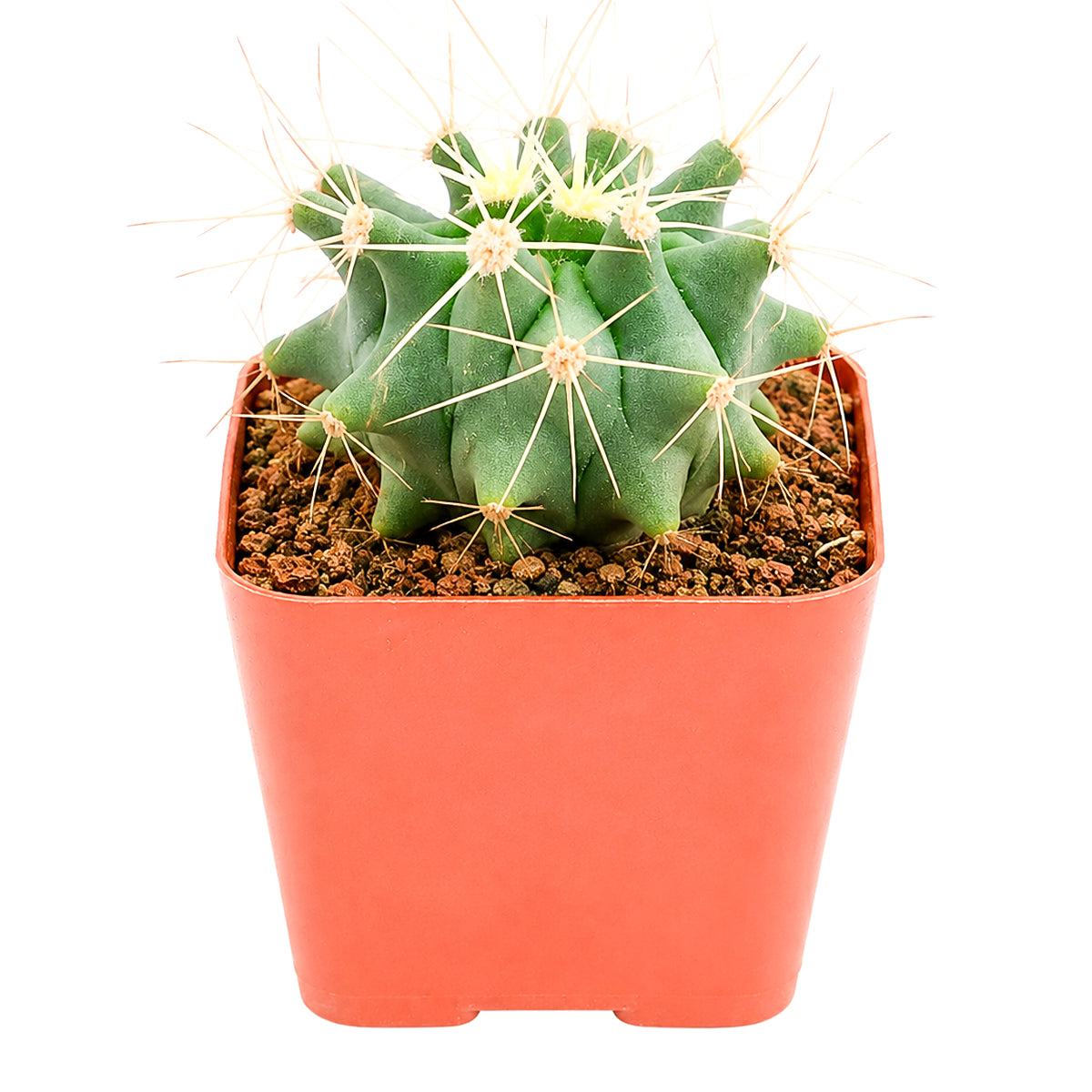 Ferocactus glaucescens - Blue Barrel Cactus