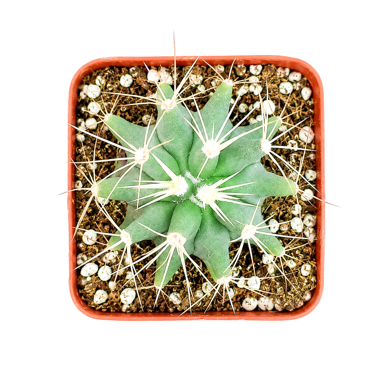 Ferocactus glaucescens - Blue Barrel Cactus
