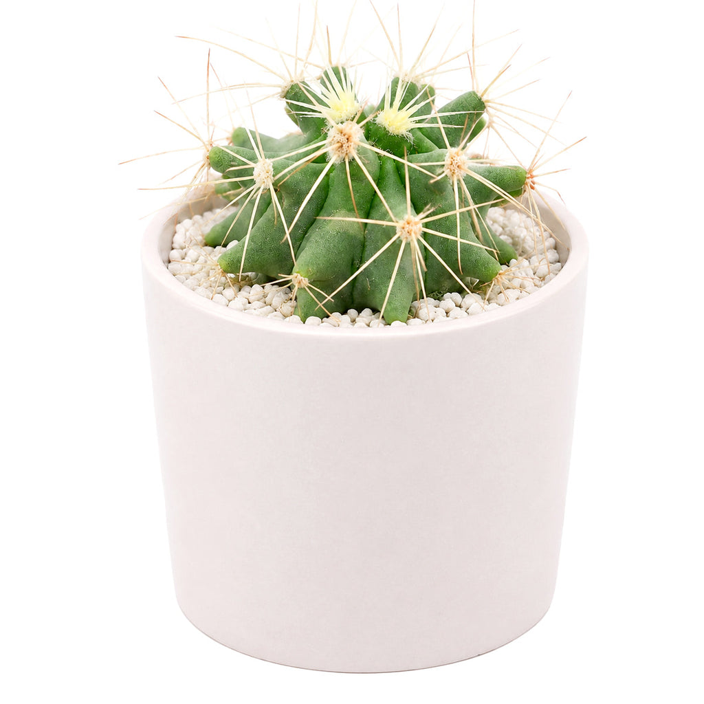 Ferocactus glaucescens - Blue Barrel Cactus
