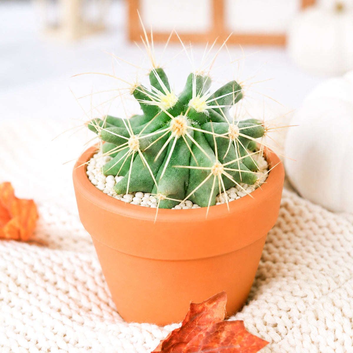 Ferocactus glaucescens - Blue Barrel Cactus