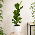 Fiddle Leaf Fig Tree (Ficus lyrata)