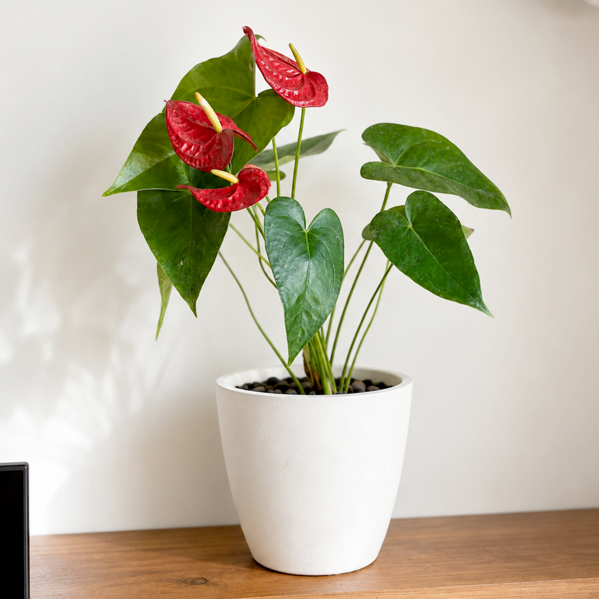 Flamingo Flower
