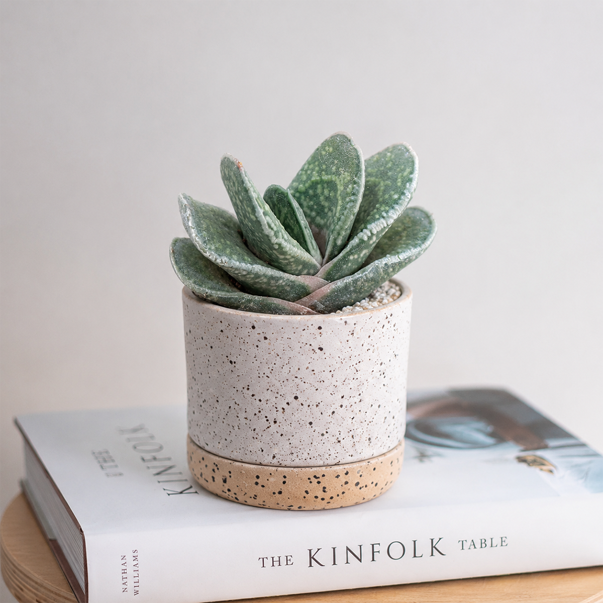 Gasteria 'Green Dragon'