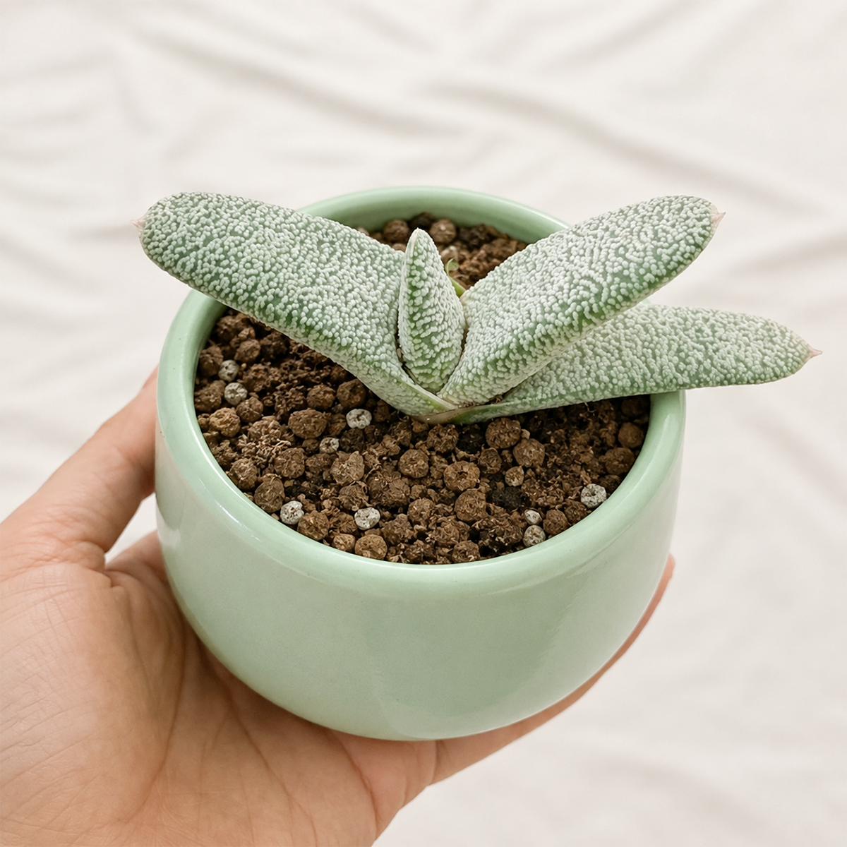 Gasteria 'Triceratops Skin'